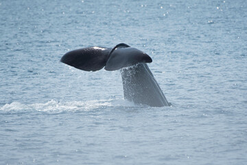 Fototapeta premium Tail fin of sperm whale