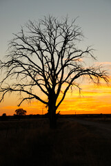A stately trees against the setting sun on the prairie