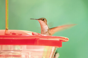 Hummingbird perched on feeder with blurred background	
