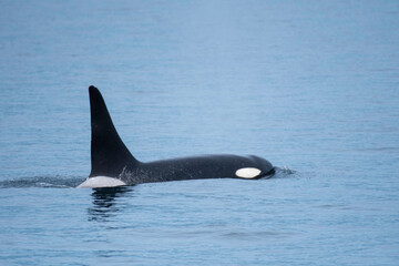 Orca (killer whale) swimming on the sea
