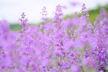 美しく咲き誇る紫の花