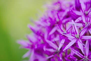 美しいアリウム