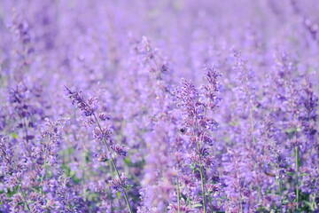 美しく咲き誇る紫の花