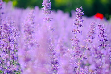 美しく咲き誇る紫の花