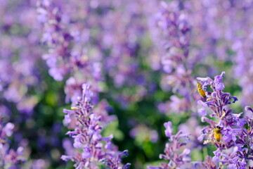 美しく咲き誇る紫の花