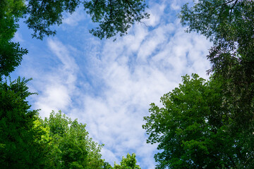 Fototapeta premium Himmel mit Bäumen