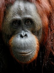 Orangutan  © Danielle