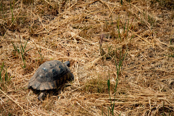 Turtle Tortoise on the yellow grass