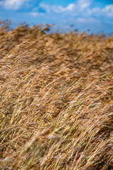 yellow straw against a blue sky