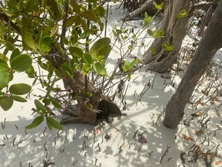 mangroves in the islands of west palm beach inlet 