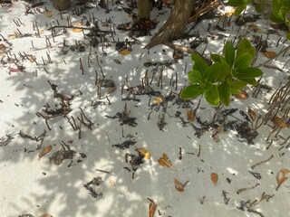 mangroves in the islands of west palm beach inlet 