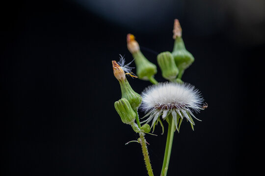 Sow Thistle common weeds in Nebraska with yellow flowers Sonchus oleraceus . High quality photo