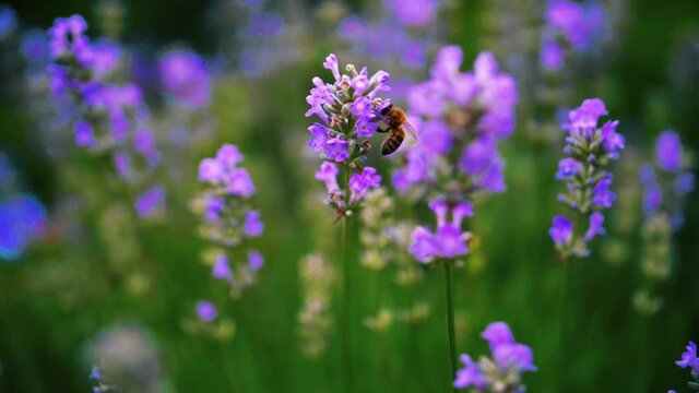 Slow Motion Shot of a diligent bee, scuttling and harvesting the pollen from a purple flower with defocused background