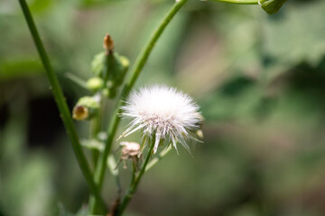 Sow Thistle common weeds in Nebraska with yellow flowers Sonchus oleraceus . High quality photo