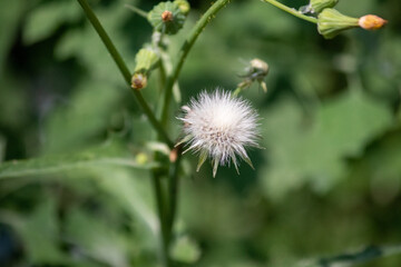 Sow Thistle common weeds in Nebraska with yellow flowers Sonchus oleraceus . High quality photo