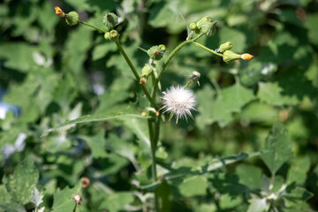 Sow Thistle common weeds in Nebraska with yellow flowers Sonchus oleraceus . High quality photo