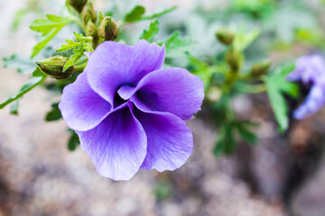 Obraz premium native Australian purple hibiscus flower outdoor shot at shallow depth of field