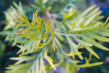 Naklejka na ściany i meble native Australian grevillea plant outdoor in sunny backyard