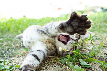 Obraz premium Kitten in the green grass. A small kitten lies on the ground.