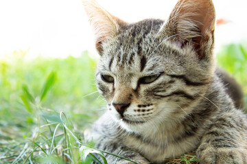 Naklejka na ściany i meble Kitten in the green grass. A small kitten lies on the ground.