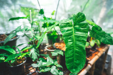 plant gardening in botanical greenhouse, grow with horticulture light, interior cultivation growing indoor glasses plantation, tropical foliage palm growth inside exotic cultivate