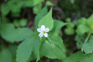 White striped violet on the Appalachian Trail at Chattahoochee-Oconee National Forest in Georgia