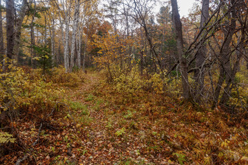 Sikhote-Alin Biosphere Reserve. Autumn reserved forest.