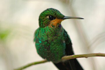 Hummingbird on a branch 