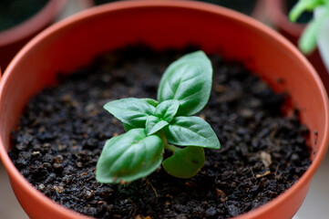 Small Basil in pot 