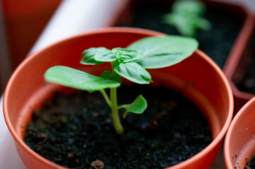 Small Basil in pot 