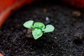 Small Basil in pot 