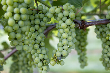 bunch of grapes on vine
