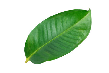Obraz premium Fresh Mangosteen leaf isolated on white background. Clipping path.