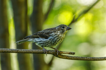 Pine Siskin perched on branch with colorful background