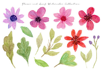 Beautiful Flower Watercolor Collection
