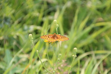 Wings Down, Jasper National Park, Alberta