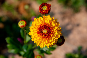 Orang and yellow Chrysanthemum flowers in the garden