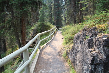 Trail In The Forest, Jasper National Park, Alberta