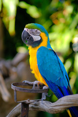beautiful macaw parrot