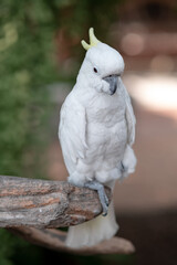 beautiful macaw parrot