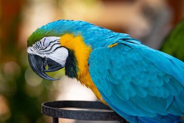 beautiful macaw parrot