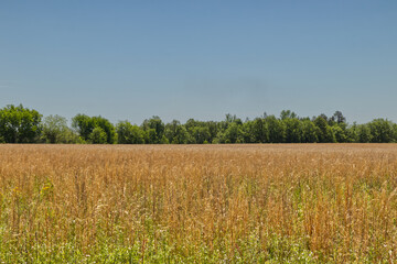 Fototapeta premium Hay in a field waving in the wind in rural Georgia
