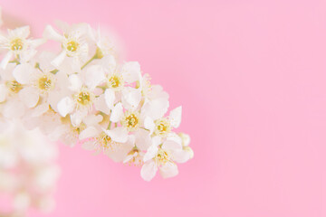 Fototapeta na wymiar Blooming branch of bird cherry with white flowers in front of pink background close-up