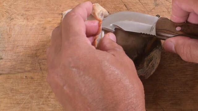 queen conch Lobatus gigas cleaning