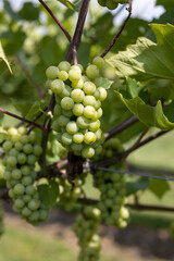 green grapes on vine