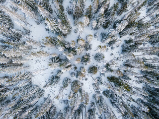 Top Down Tree View