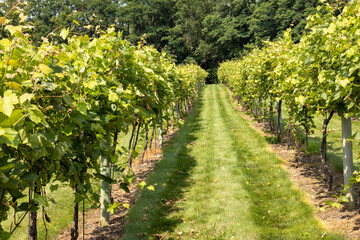 Fototapeta na wymiar rows of grape vines