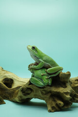 Green dumpy frog