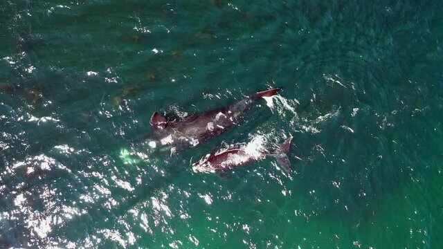 Humpback Whales With Calf Swimming On The Deep Blue Sea Near Oudekraal In Cape Town, South Africa. - aerial