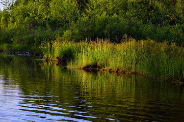 Fototapeta premium On a summer evening on the river, where tall green grass grows. Silence around. Vertical photo